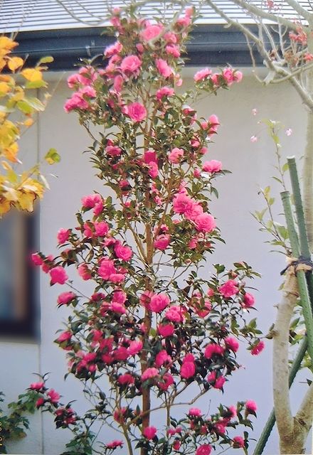 庭に植えていたサザンカ緋乙女の満開の様子。2003年11月10日の画像。