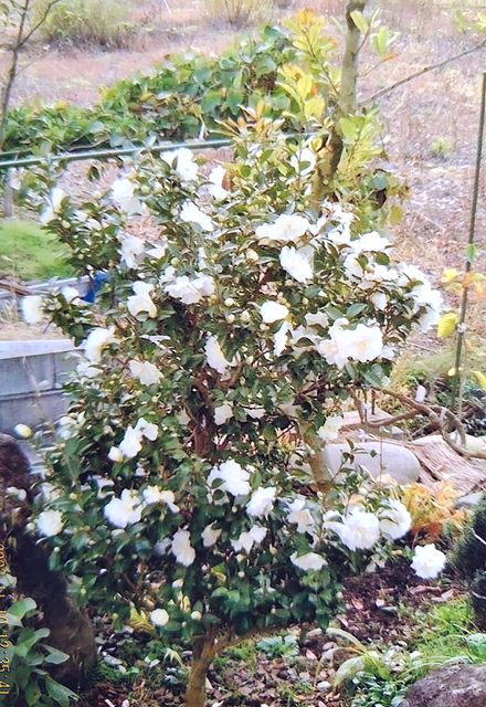 庭に植えていたサザンカ富士の峰が満開の様子。2003年11月10日の姿。
