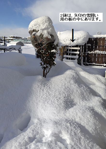 鉢植え品を雪囲い用の板で囲った中に置いていて、そこに雪が積もっている様子。