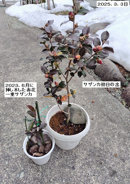 サザンカの鉢植え品を冬に外に置いていたが、春になって落葉していない様子。
