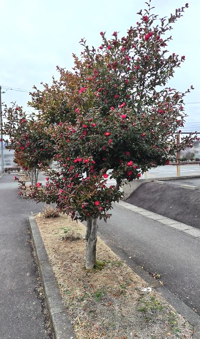 山形市の大学病院近くにあるサザンカの並木。