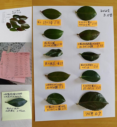 家のサザンカと周りにあるサザンカの葉っぱの厚さを測って記録した資料画像。