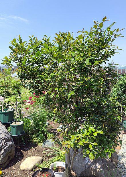 庭に植えてあるピンクの早咲きサザンカの若葉が展開しえきた様子。