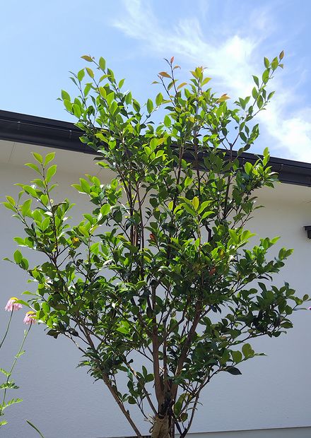 庭に植えてある桃花一重の接ぎ木サザンカが若葉を展開してきた様子。