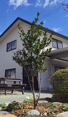 桃花一重の挿し木サザンカの雪囲いを外したときの様子。