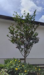 桃花一重の接ぎ木サザンカの雪囲いを外したときの様子。