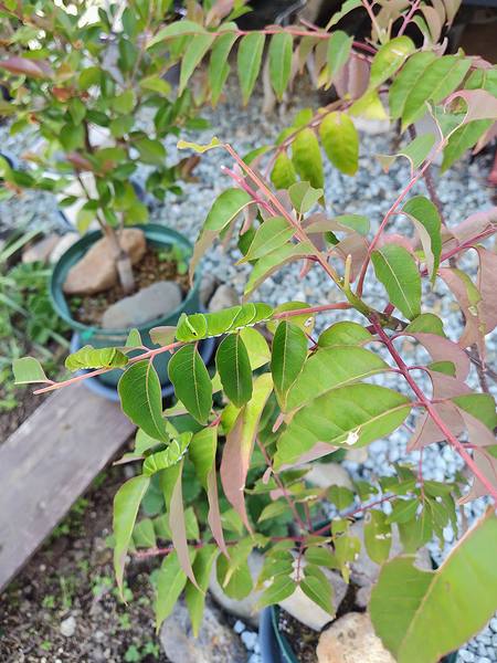 鉢植えのハマセンダンの葉っぱを食べているナミアゲハの5齢幼虫。