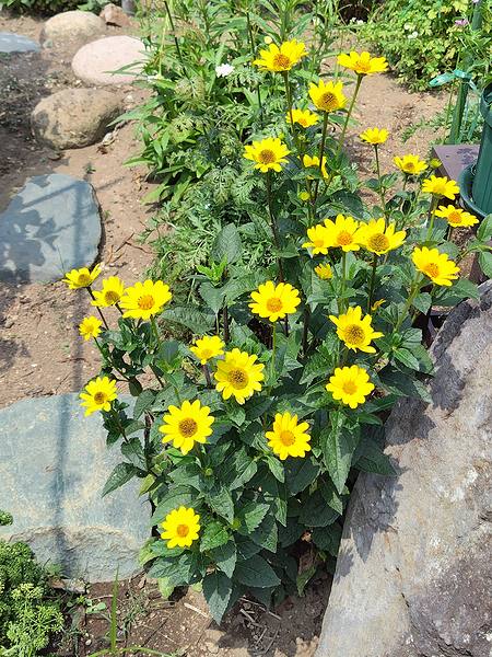 庭に30年前から植えている、ひまわりに似た黄色い花が咲いている様子。