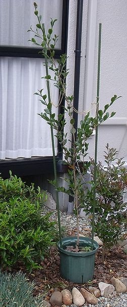 2015年春に接ぎ木した桃花一重サザンカが、3年目で背丈くらいになった鉢植の様子。