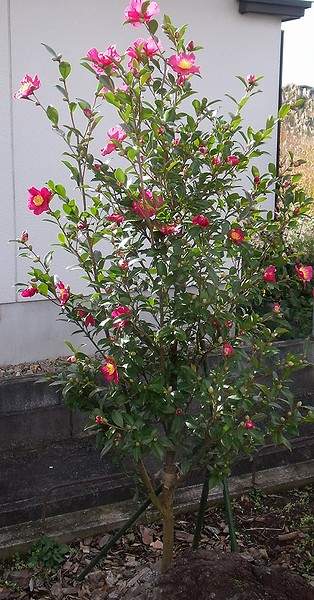 庭に植えているサザンカ緋の袴が咲き始めた様子。