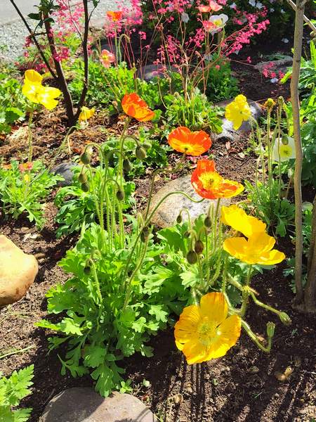 庭に植えてあるアイスランドポピーが5月にいっぱい咲いている様子。