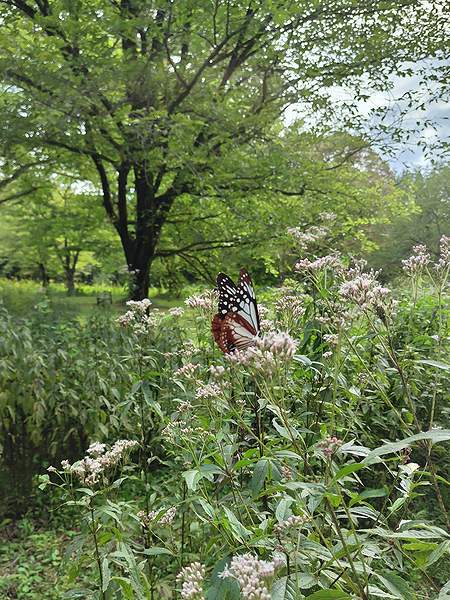 山形市野草園のフジバカマのエリアにいたアサギマダラ