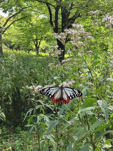 山形市野草園のフジバカマのエリアにいたアサギマダラ。