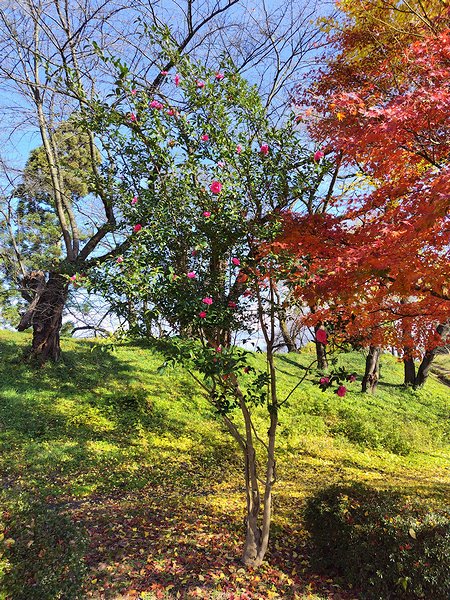 山形市霞城公園の北門を入ってすぐ左側にあるピンクの八重サザンカ。