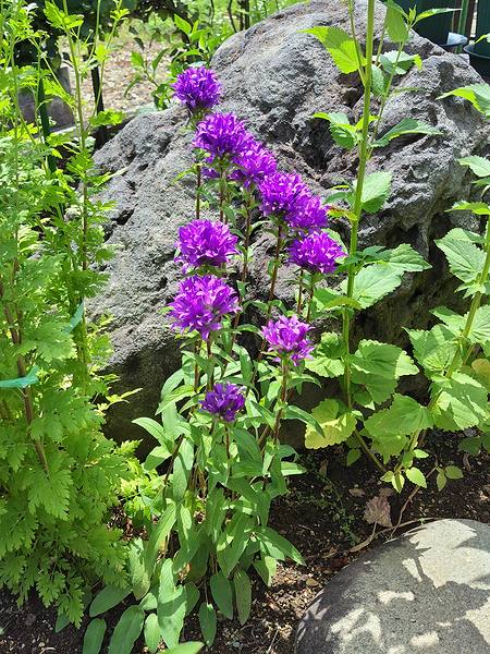 庭に植えてある紫色のヤツシロソウが6月に咲いている様子。