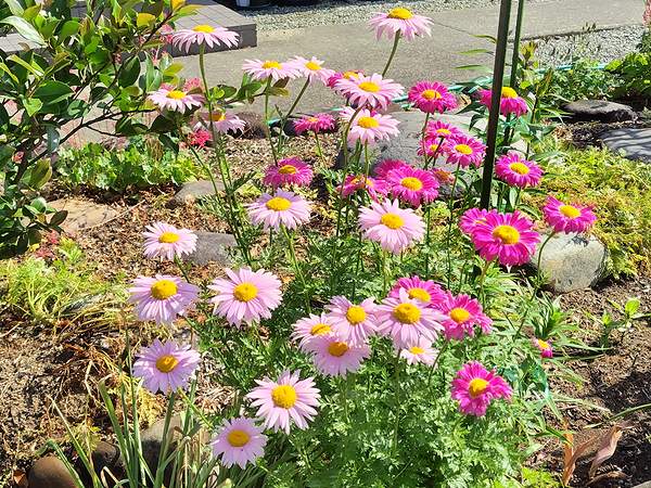 庭に植えているクリサンセマムのロビンソンピンクとレッドが5月に咲いている様子。