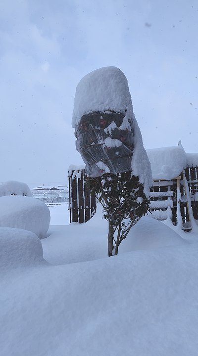 庭のピンクの早咲きサザンカに雪がたくさん積もっている風景。