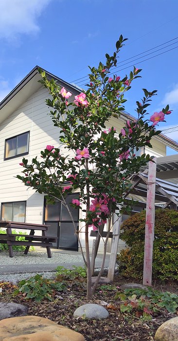 2015年に挿し木して大きくなった、桃花一重サザンカ。