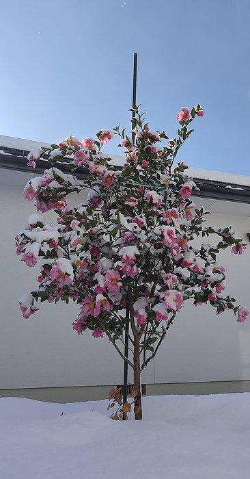 庭に植えてある桃花一重サザンカの雪化粧の風景。