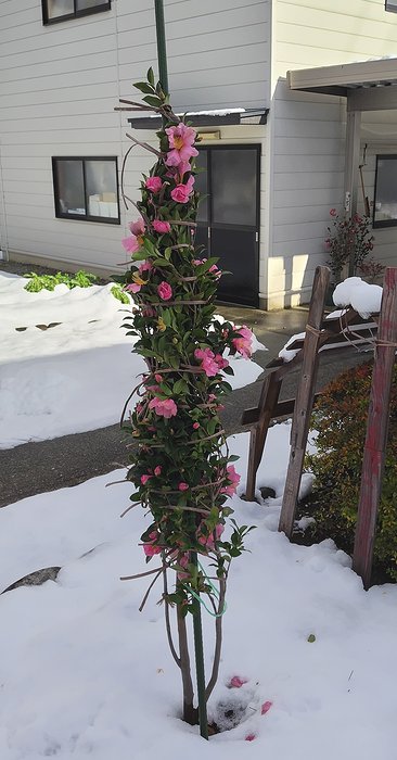 挿し木した大きくなった桃花一重サザンカに、防寒対策のため紐で縛っている。