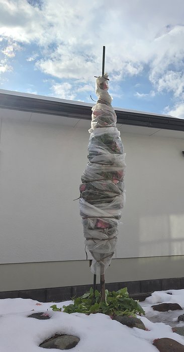 庭に植えている桃花一重サザンカに不織布を巻いて防寒対策をしている。