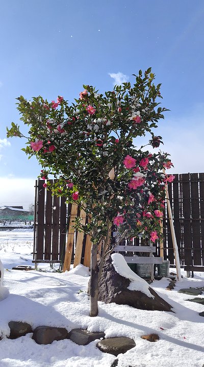 庭に植えてあるピンクの早咲きサザンカ。周りには少し雪が積もっている。