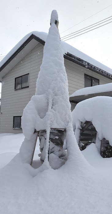 挿し木して大きくなった桃花一重サザンカに雪囲いをして、そこに雪が積もっている風景。