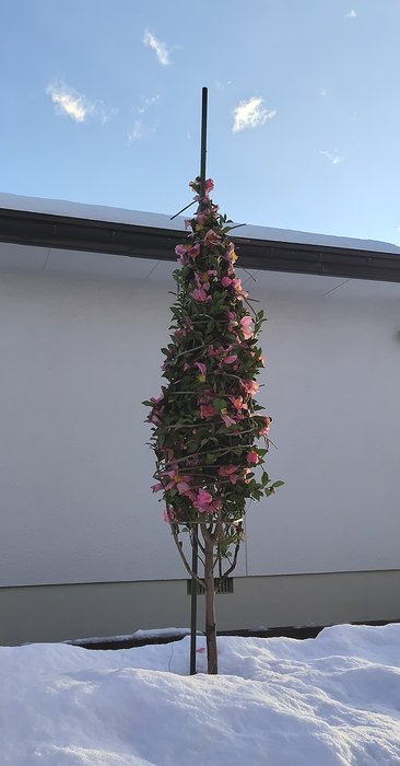 庭に植えている桃花一重サザンカを紐で縛って雪囲いをしている。