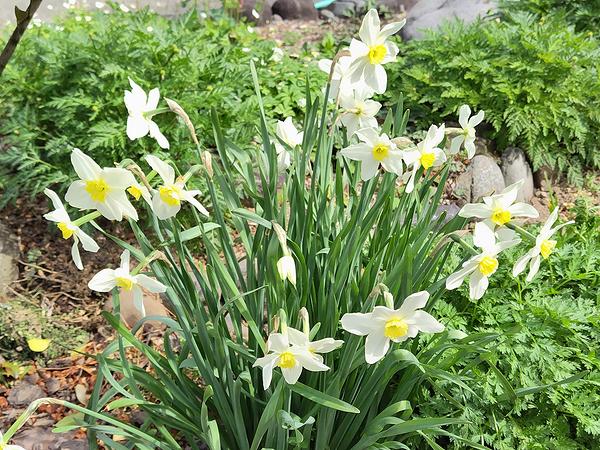 庭に植えてあるスイセンが4月に咲いてきた様子。