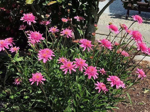 庭に植えているエキナセア・ミニベルが6月に咲いている様子。