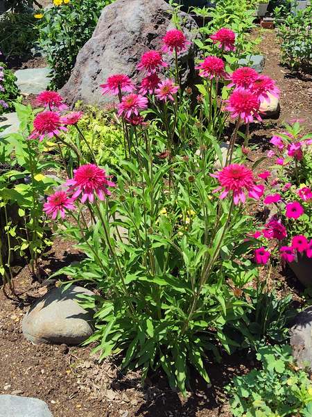 庭に植えているエキナセア・サザンベルが6月に咲いている様子。