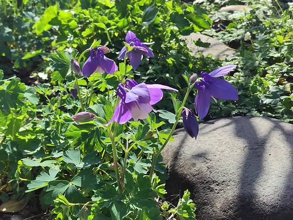 庭に植えてあるミヤマオダマキの青花が咲いてきた様子。