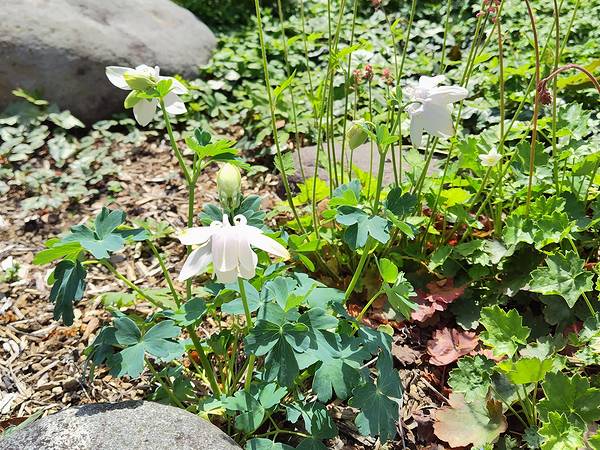 庭に植えてあるミヤマオダマキの白花が4月に咲いてきた様子。