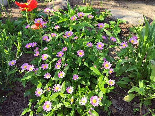 庭に植えているピンクの都忘れが5月に咲いている様子。