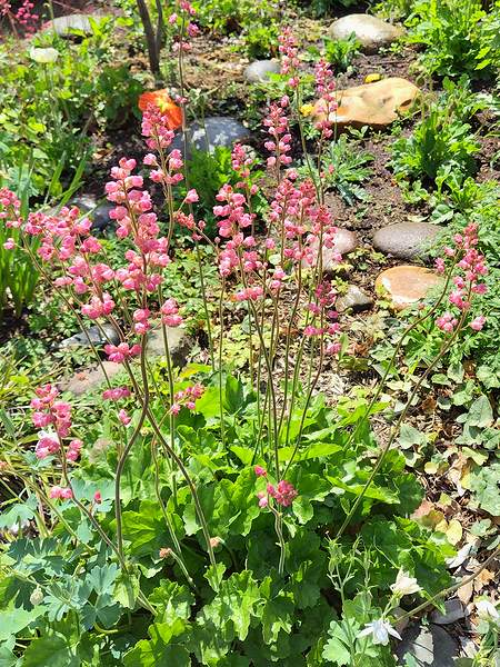 庭に植えているピンク色の大きいツボサンゴが5月に咲いている様子。