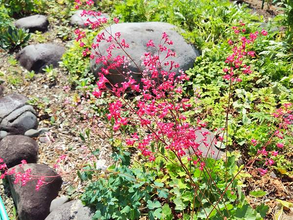 庭に植えている赤のツボサンゴが5月に咲いている様子。