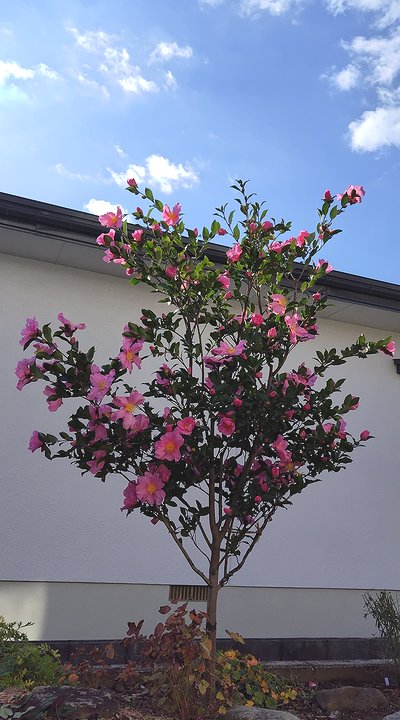 庭に植えている桃花一重のサザンカ。8分咲きくらい咲いている。