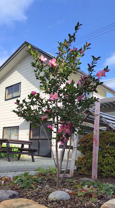 庭に植えているもう一本の桃花一重サザンカ。5分咲きくらい咲いている。