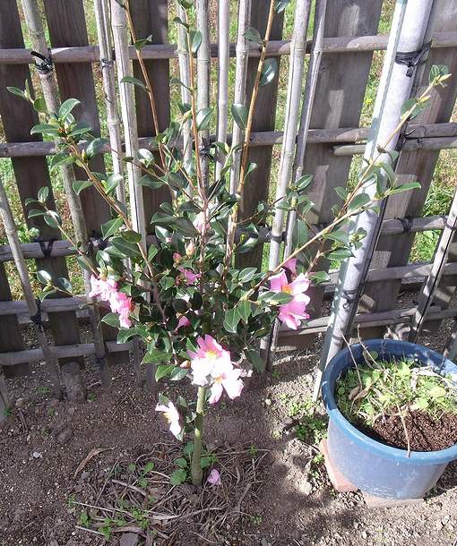 2015年に接ぎ木した桃花一重サザンカが復活して花が咲いてきた様子。2019年11月4日の姿。