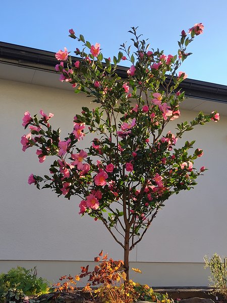 2015年に接ぎ木した桃花一重サザンカが、10年後花が満開の様子。