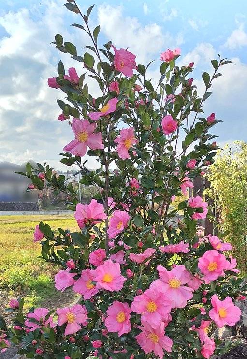 庭に植えてある桃花一重のサザンカ。