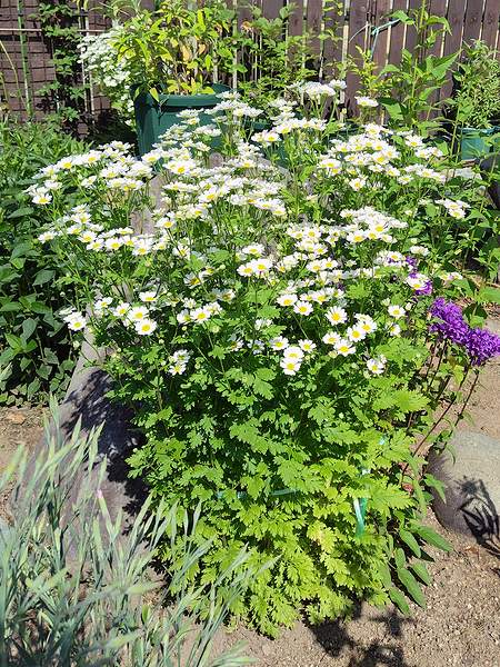 庭に植えている、マトリカリアが6月に咲いている様子。