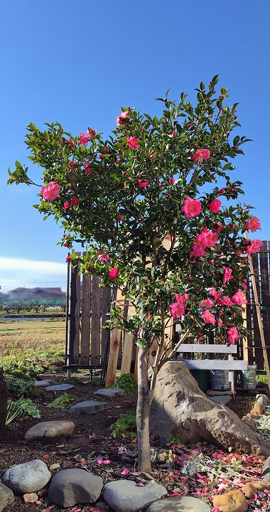 庭に植えているピンクの早咲きサザンカ。5分咲きくらい咲いている。