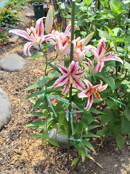 庭に植えている紅筋ヤマユリが7月に咲いている様子。