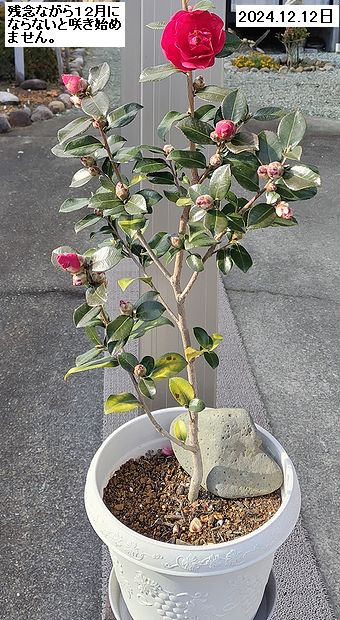 2023年秋に購入したサザンカ初日の出の鉢植え品が1輪赤花が咲いています。