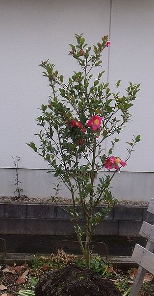 サザンカ緋の袴の葉っぱが展開し、花も少し咲いてきた様子。