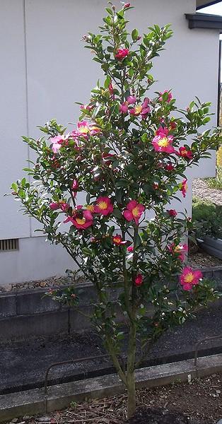一時枯れたと思ったサザンカ緋の袴が2シーズン後復活して花が咲いている様子。