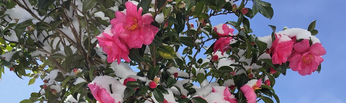 庭に植えてある、岐阜県産ピンクの早咲きサザンカに雪が積もっている様子。