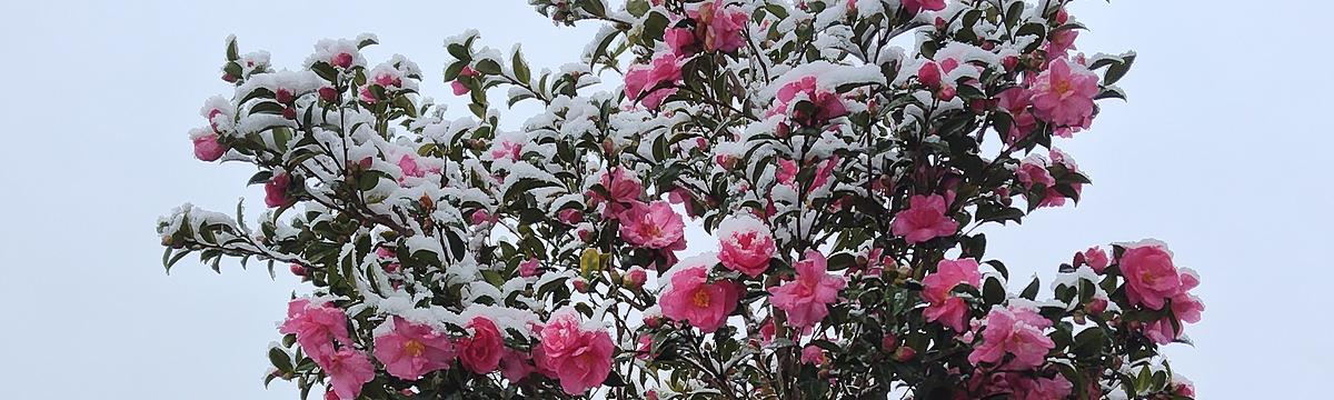 庭に植えてある岐阜県産ピンクの早咲きサザンカの雪化粧の風景