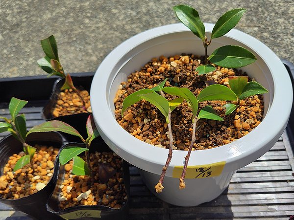 12月に挿し木した桃花のサザンカの1本を4月に抜いてみると、根っこがほんの少し出ている様子。